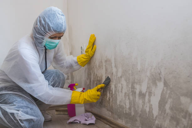 Asbestos and Lead Testing During Mold Inspection in Allen Park, MI