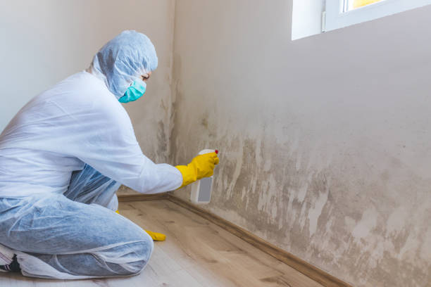 Best Mold Damage Restoration  in Allen Park, MI
