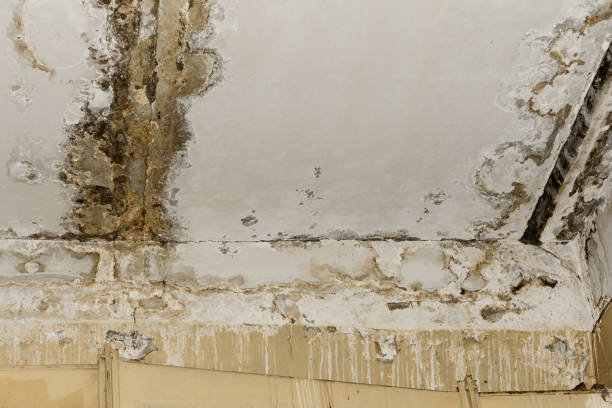 Best Water Damage & Mold Remediation  in Allen Park, MI