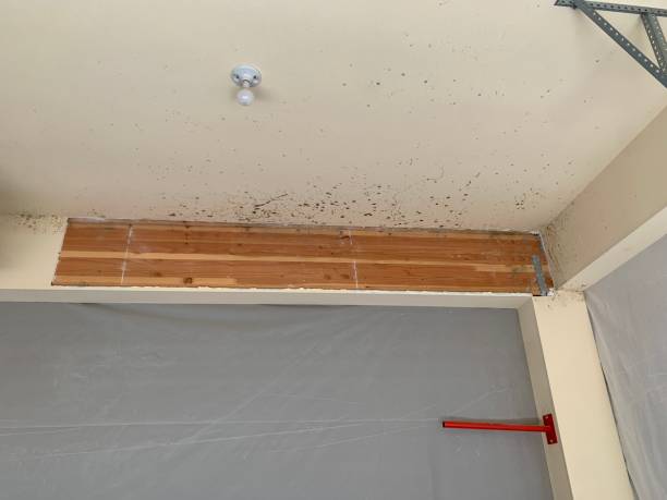 Best Mold Odor Removal Services  in Allen Park, MI