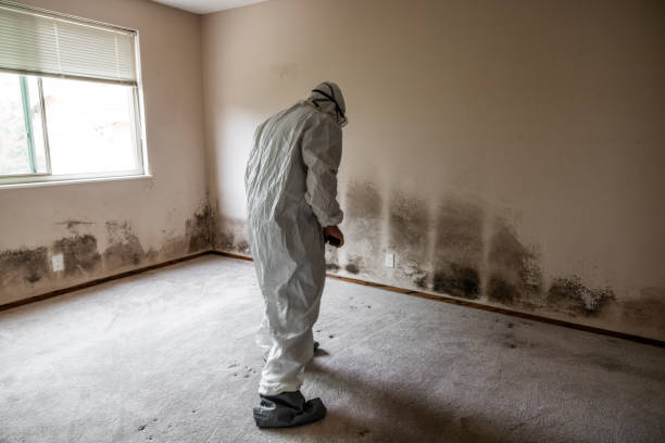 Best Forensic Mold Investigation  in Allen Park, MI