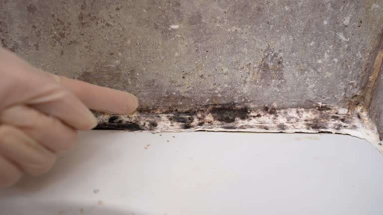 Best Commercial Mold Inspection  in Allen Park, MI