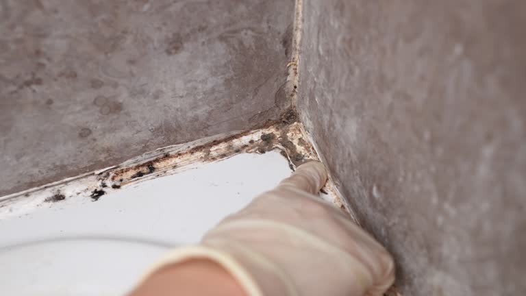 Best Mold Documentation for Insurance Claims  in Allen Park, MI